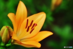 庭の花 （ユリ）