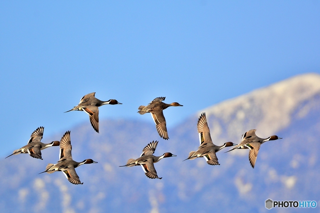 オナガガモ （飛翔）