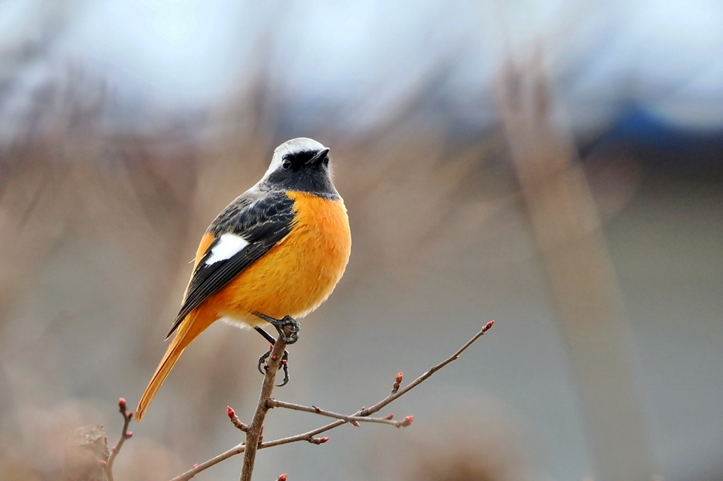 ジョウビタキ♂