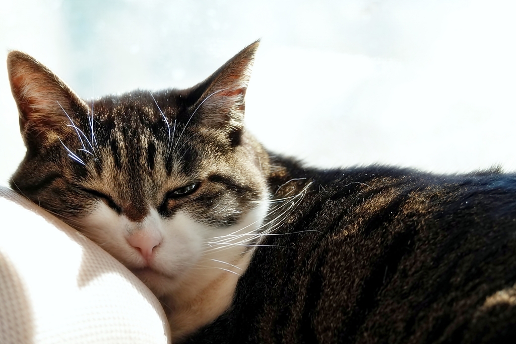 猫のいる日常 (sora)
