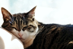 猫のいる日常 (sora)