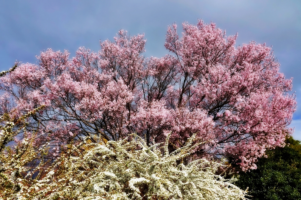 庭の花2021（サクラとユキヤナギ）