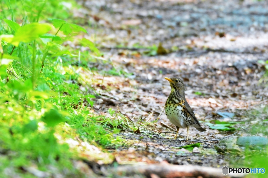 クロツグミ♀
