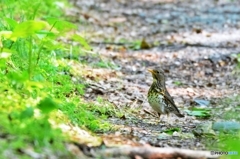 クロツグミ♀