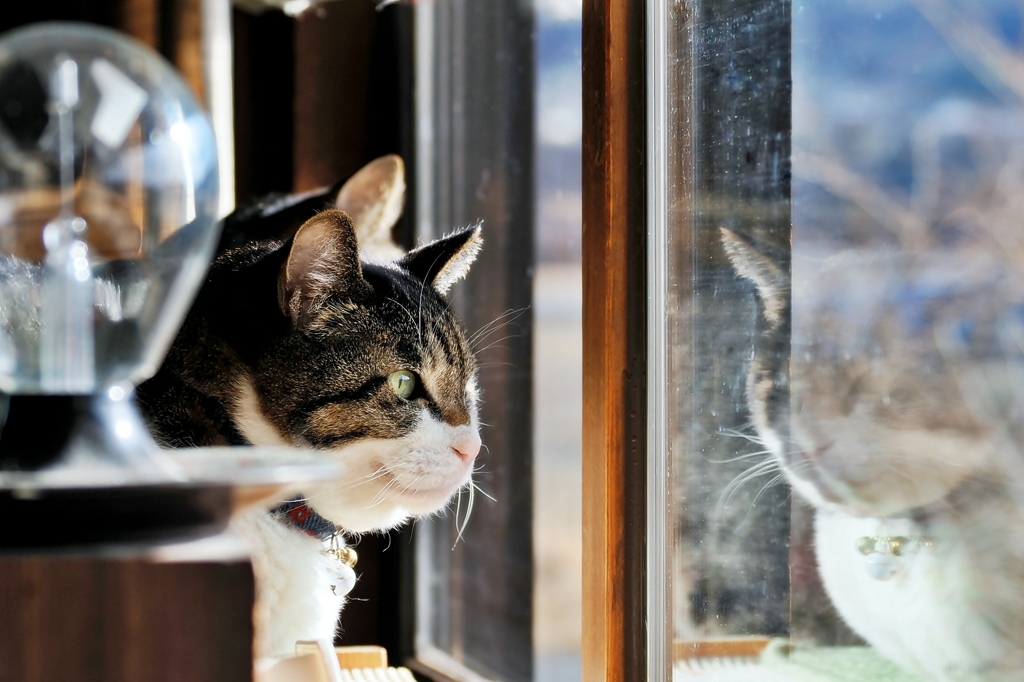 窓辺で (sora w/ shima) 