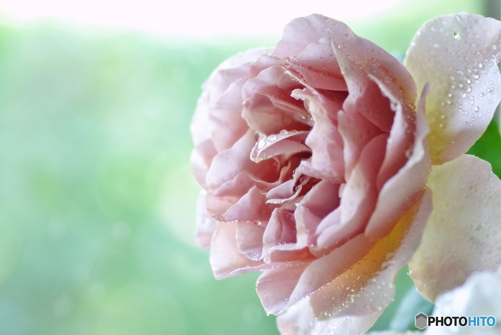 庭の花