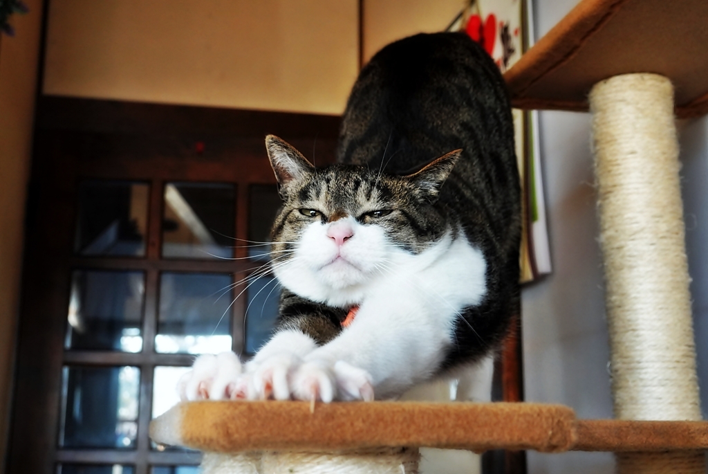 のびび〜