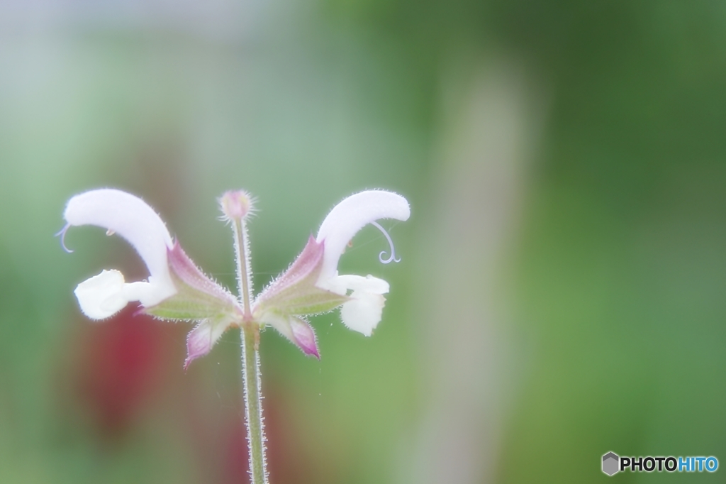 庭の花 （クラリーセージ）