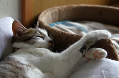 早起きだから