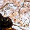さくらと猫　(reo)
