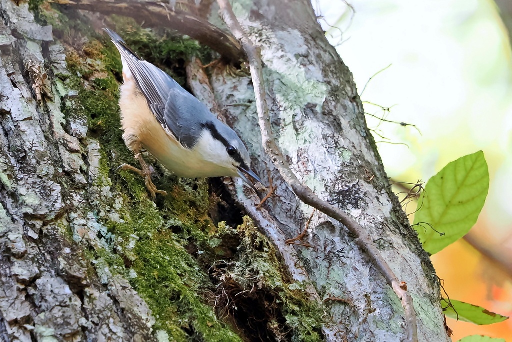 ゴジュウカラ