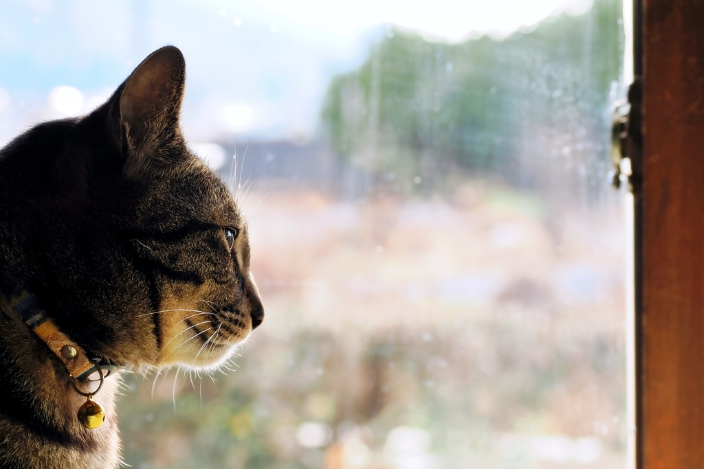 穏やか時間 (shima) 