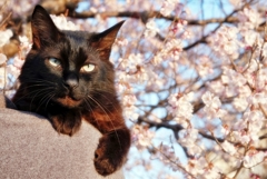 今年の桜と  (reo)