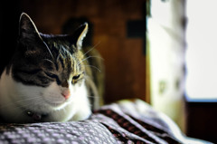 Still of the afternoon (sora)