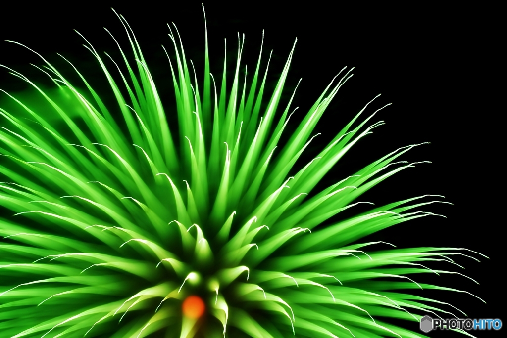 Fireworks (2016高瀬川納涼大花火大会4)