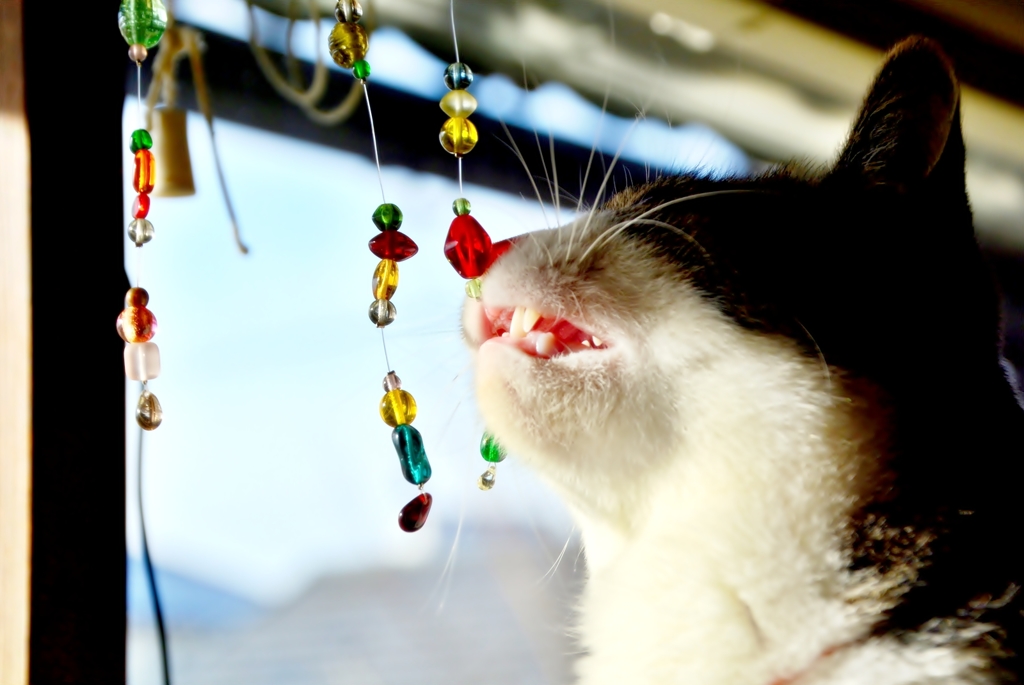 にゃんキャッチャー