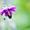 庭の花2020（オダマキ）