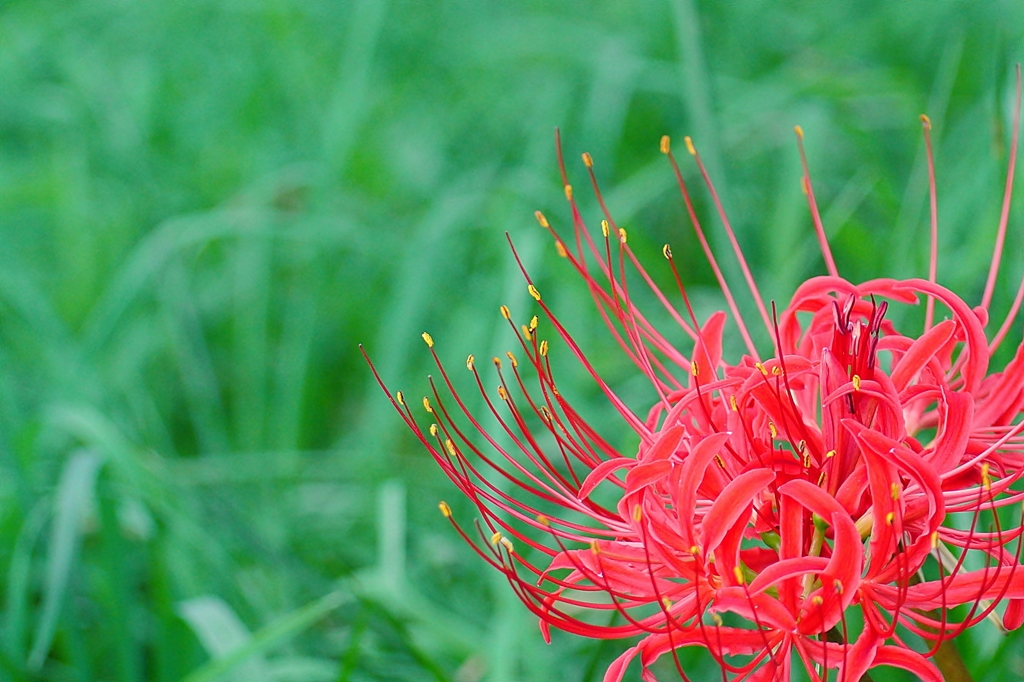 曼珠沙華