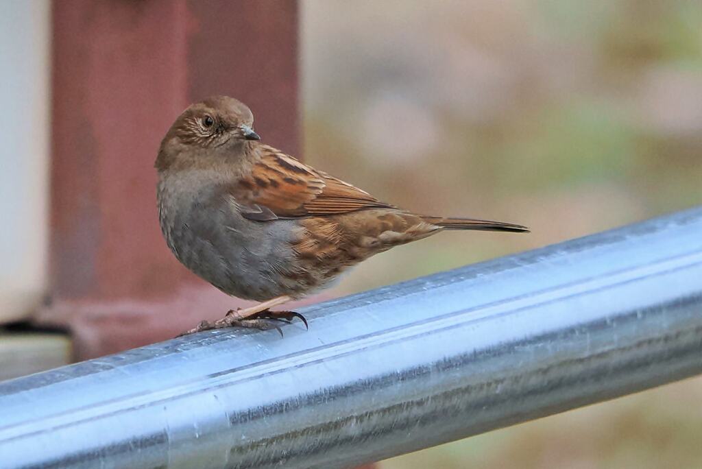 カヤクグリ