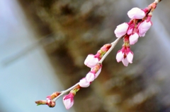 sakura（つぼみ）