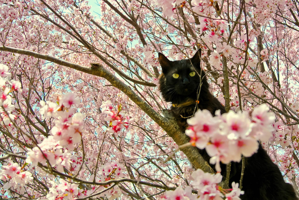 お花見（れお）