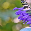 庭の花2021（メドーセージ）