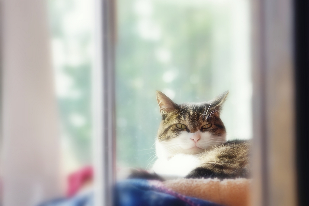 Sunnyside (sora)