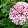 庭の花2020（ダリア）