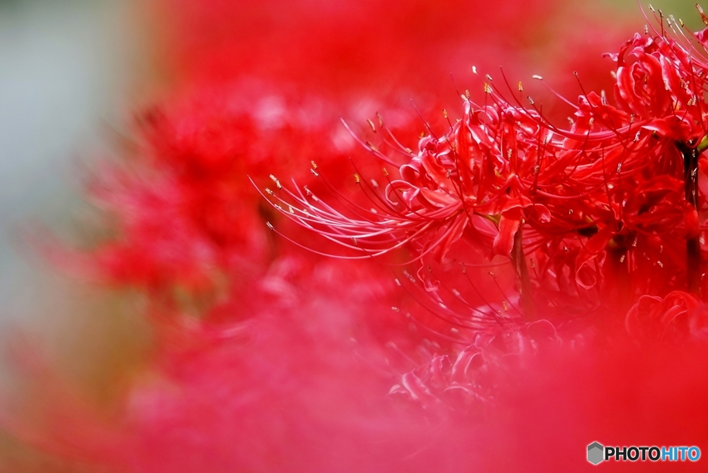 曼珠沙華