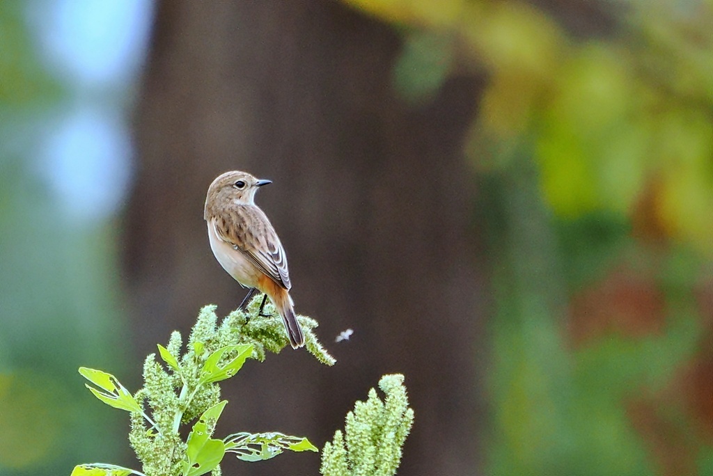 ノビタキ♀