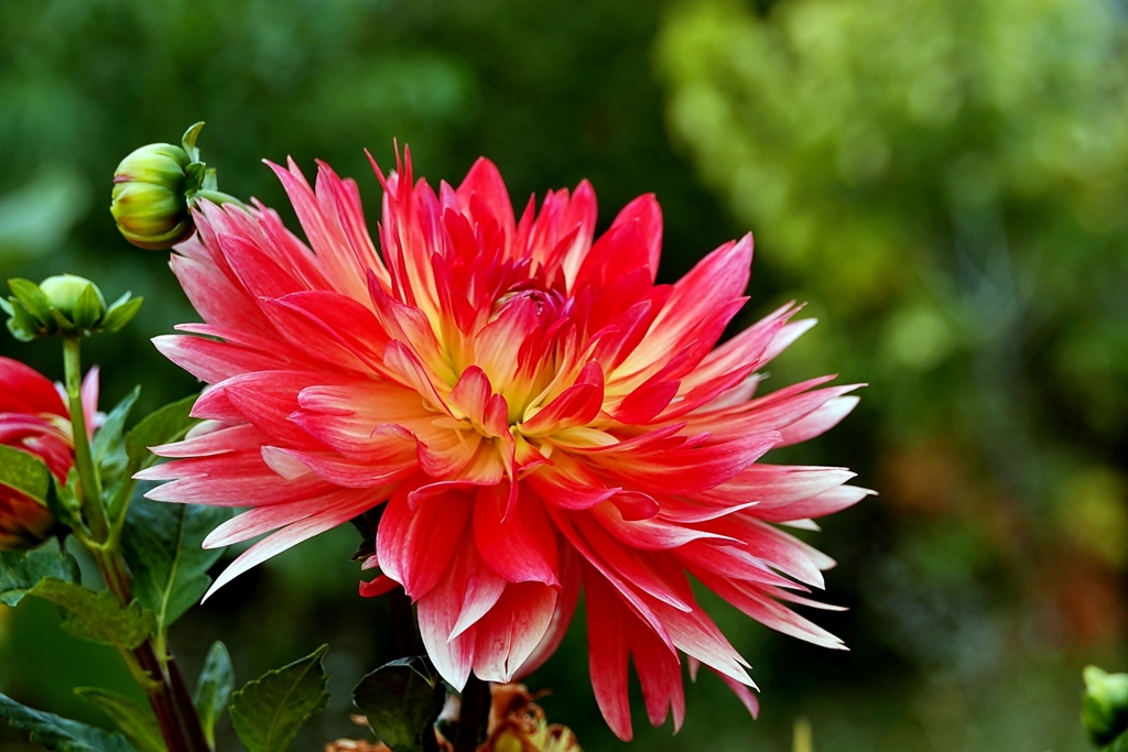 庭の花（ダリア）