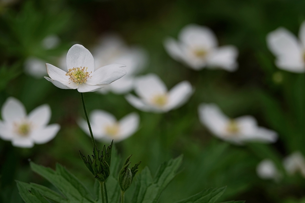 庭の花2019（セイヨウニリンソウ）