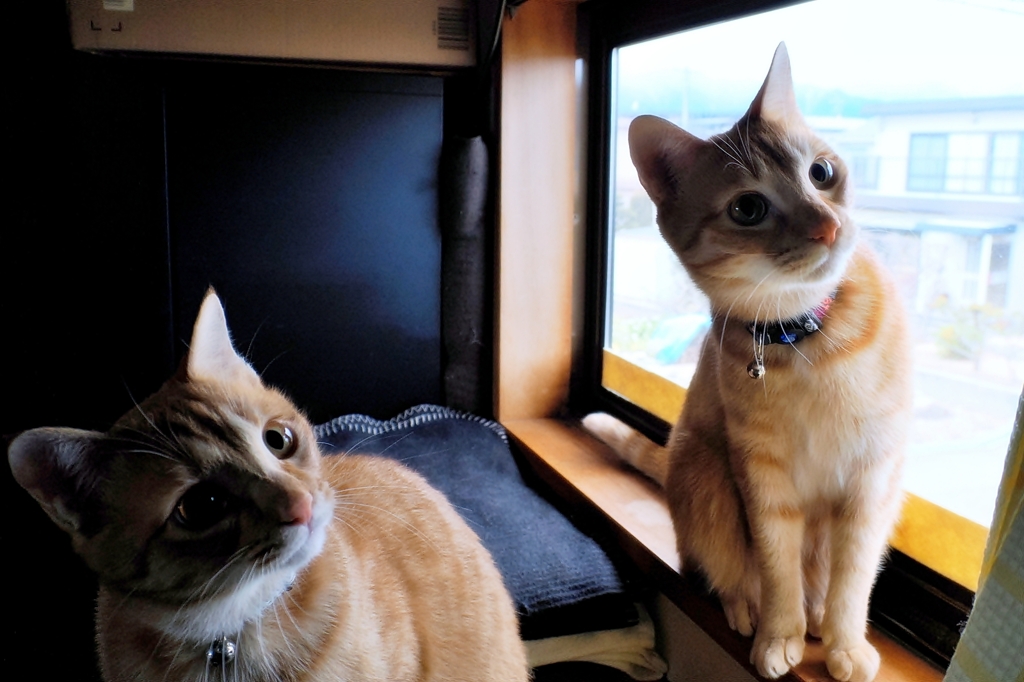 チャトラーズ  (chata & fuu)