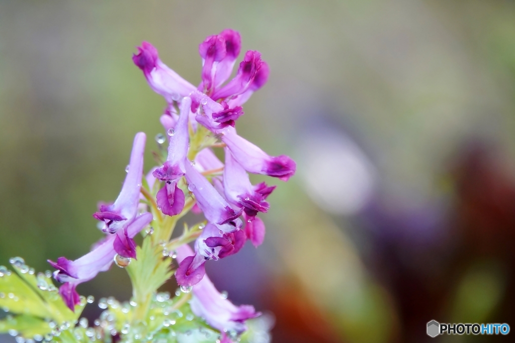 庭の花（ムラサキケマン）