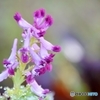 庭の花（ムラサキケマン）