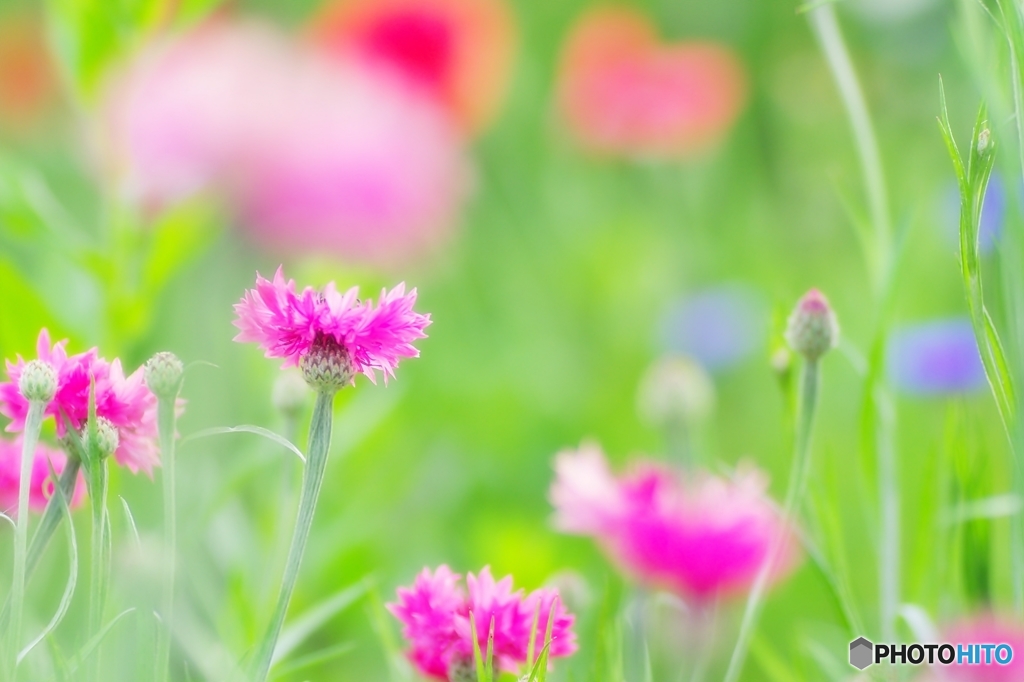 庭の花　（ヤグルマソウ）