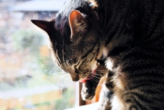 身だしなみ (shima)