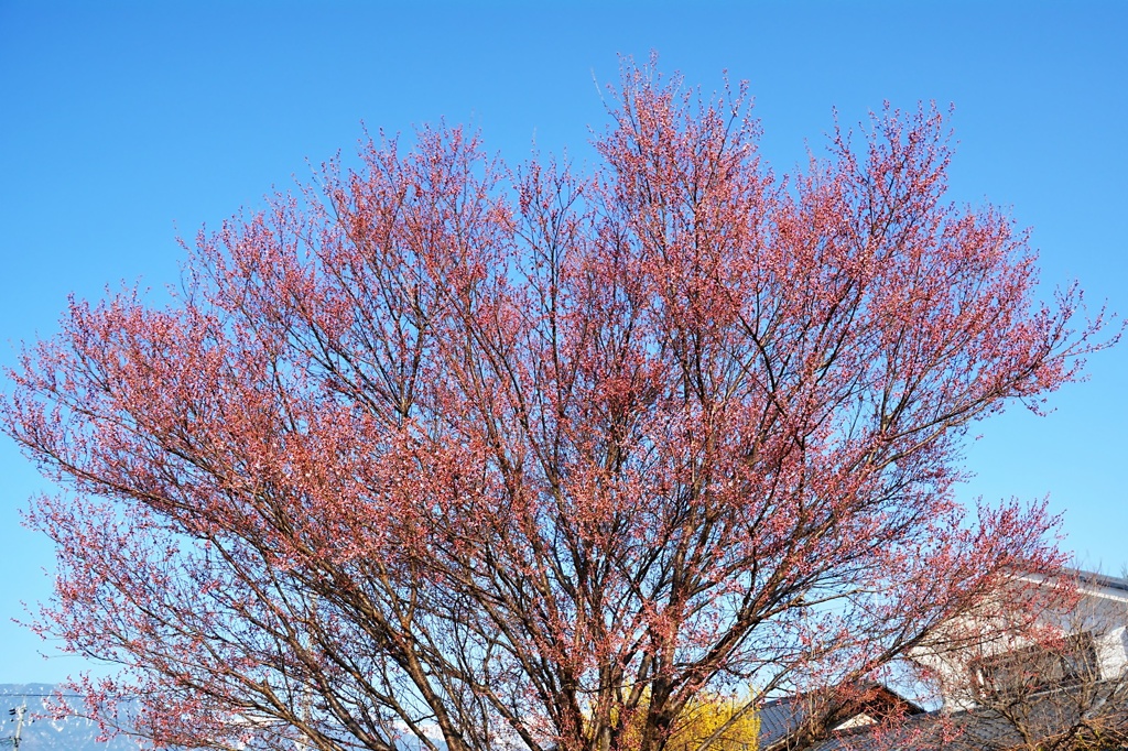 さくら（色づき）