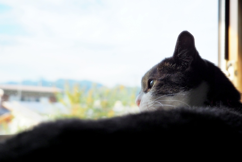 よこがお