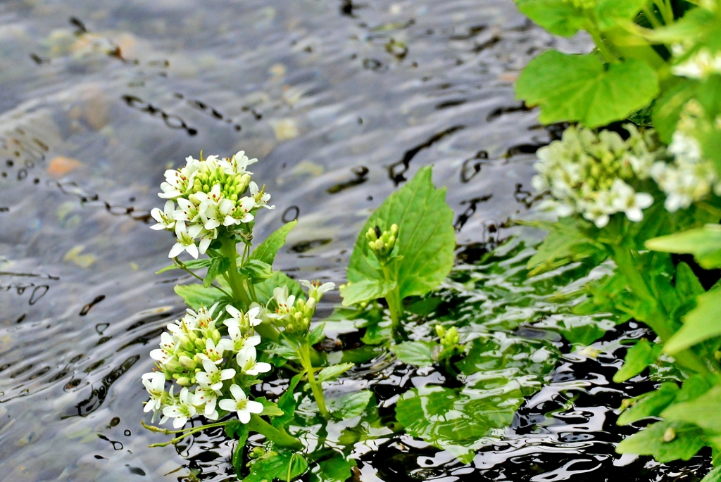 山葵の花