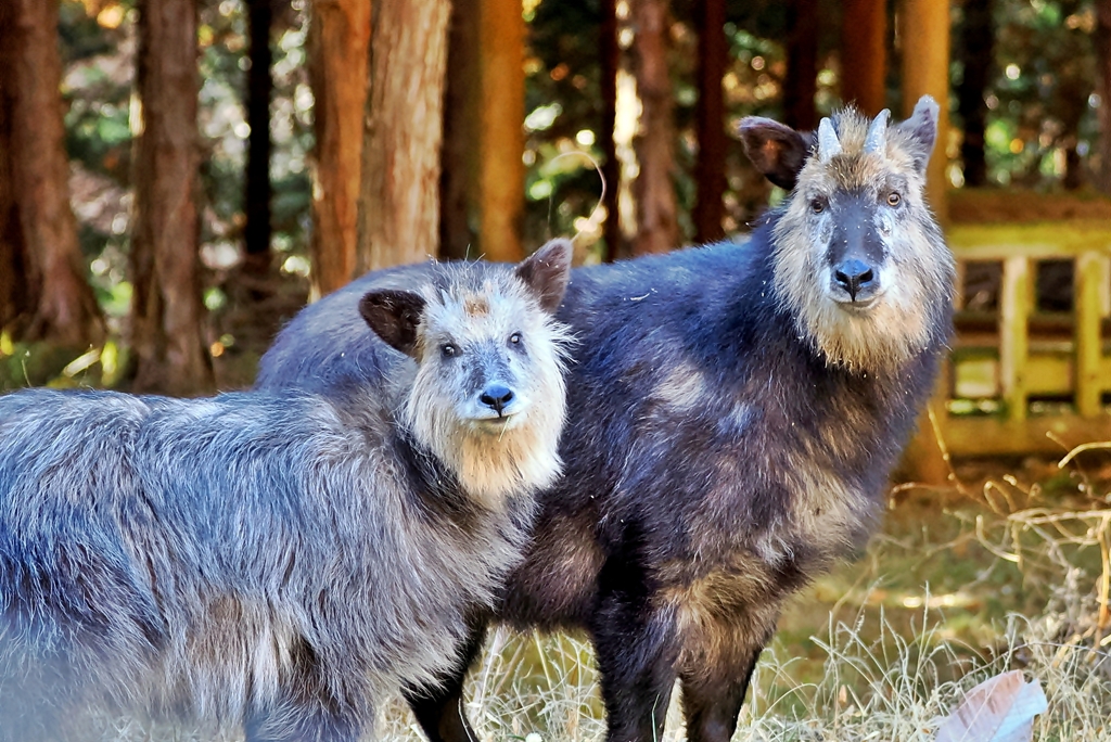 ニホンカモシカ (親子) 