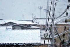 春の雪 　2025.3.19