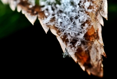 snow crystal -ⅴ-