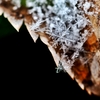 snow crystal -ⅴ-