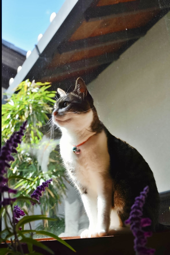ある晴れた日に