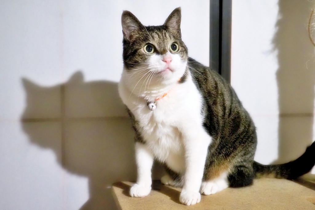 およょ