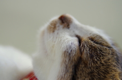 ふわ～ん