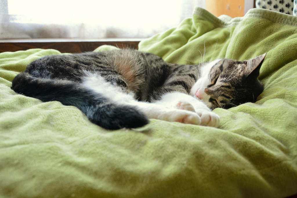 規則正しい生活