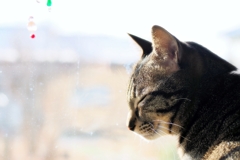 まどろみ (shima)