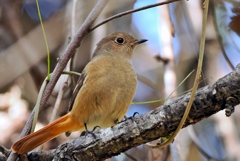 ジョウビタキ♀